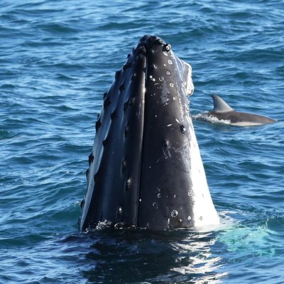 Dolphin & Whale Cruise