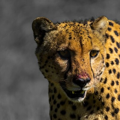 Afroventures Tours & Safaris