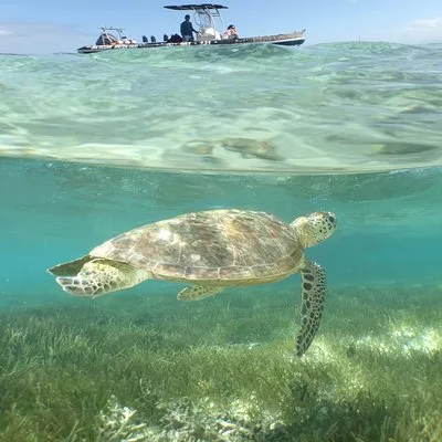 Dalocean Charter - Day Tours