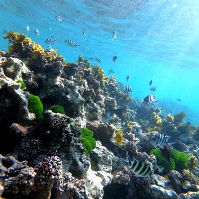 Half Day Snorkeling Coco and Felicite Island