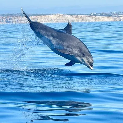 Dolphin Expedition Shared Speedboat tour with Biologist guide