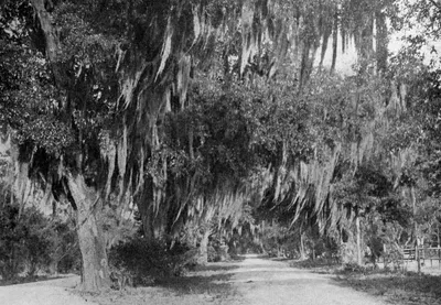 Bonaventure Cemetery 2-Hour Guided Walking Tour in Savannah