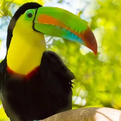 3-hour Belize Birdwatching Guided Tour