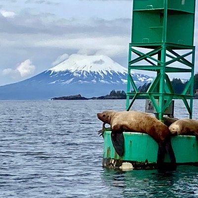 Sitka Scenic Marine Life & Seabirds Private Charter Eco-Tour