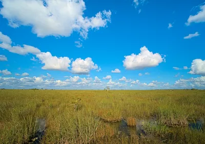 Everglades 90-Minute Airboat Tour near Orlando Florida