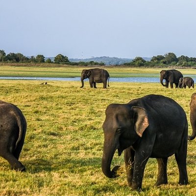 Hurulu Eco Park Safari | Jeep with Tickets