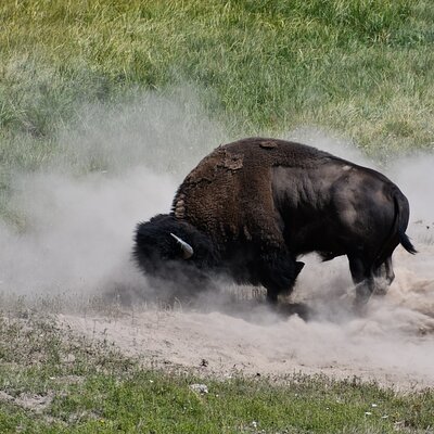 A Yellowstone Odyssey