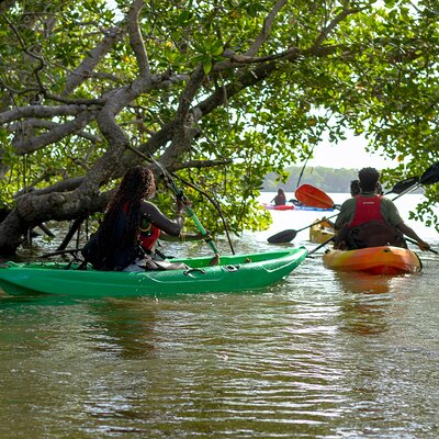 Mida creek mangrove Kayaking adventure in Watamu, Kenya