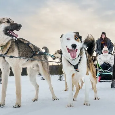 Susitna Sled Dog Adventures