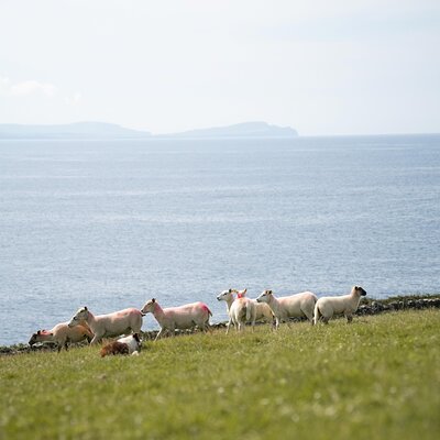 Sheepdog Demonstrions, Pet Lambs and Beehive Huts