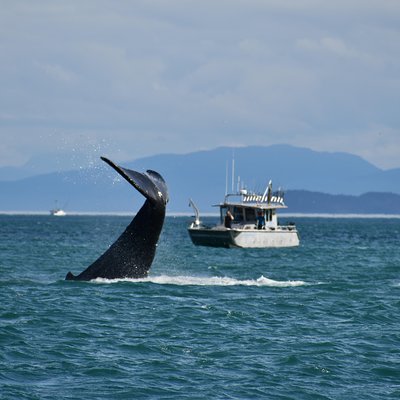 Whale Watching and Bear Search-Icy Strait Point