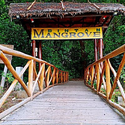 Bintan Mangrove Discovery Tour
