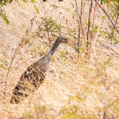 Early Bird Watching Tour - Guanacaste