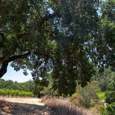 Sonoma Trike and Mindfulness - 3 hour guided tour