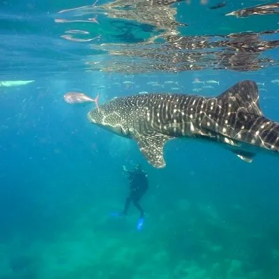Top Tour Connection Cancun and Riviera Maya Experts