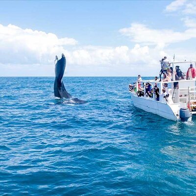 Tour Bavaro