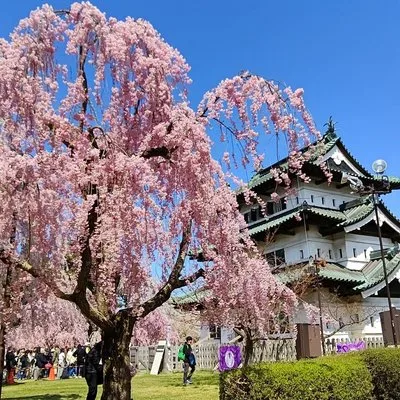 MY Travel Consulting Aomori