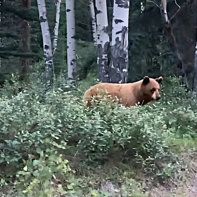Wildfire Peak Nic
