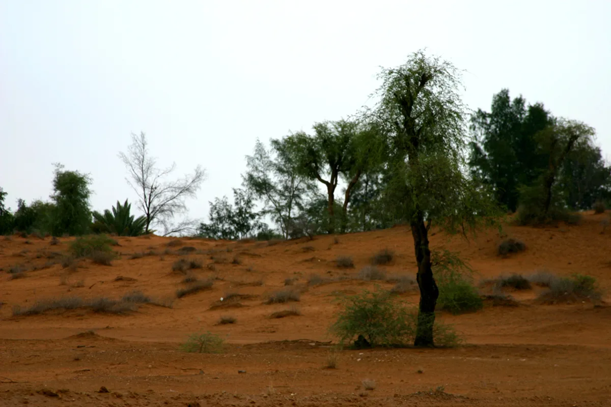Dubai VIP Desert Safari with Dune Bashing, Camel Ride & BBQ Buffet Dinner