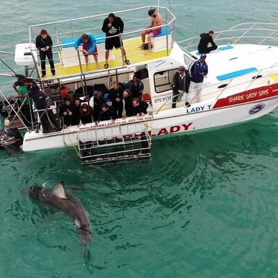 Sharklady Adventures