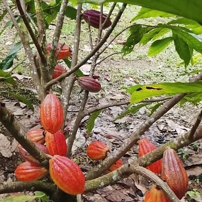 Rancho Raices De Puerto Jimenez