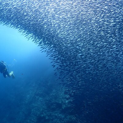 Cebu: Scuba Diving Experience beach entry in Mactan