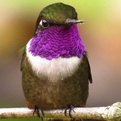 BOGOTA BIRDING & COLOMBIA WILDLIFE TOURS