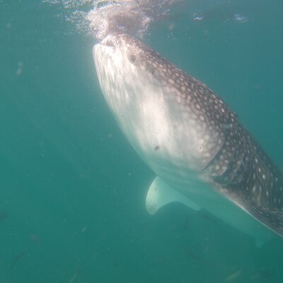 Swim with Whale Sharks in La Paz
