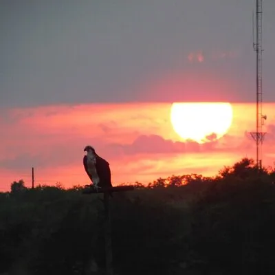 2-Hour Sunset Safari Eco Cruise on the Osprey from Cape May