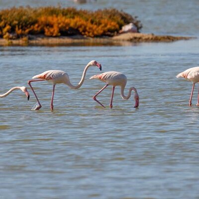Birdwatching Experience in Narte Lagoon & Akerni Dunes