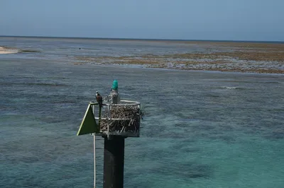 Green Island Snorkelling or Glass Bottom Boat Tour from Cairns