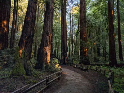 San Francisco Excursion: Guided Tour to Muir Woods and Sausalito