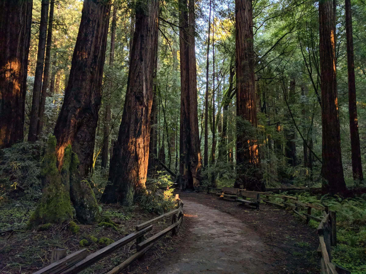 San Francisco Excursion: Guided Tour to Muir Woods and Sausalito