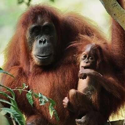 Wonderful orangutan sumatera
