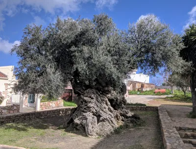 Wine and Olive Oil Semi Private Tour with Lunch at Milia Mountain Retreat in Chania