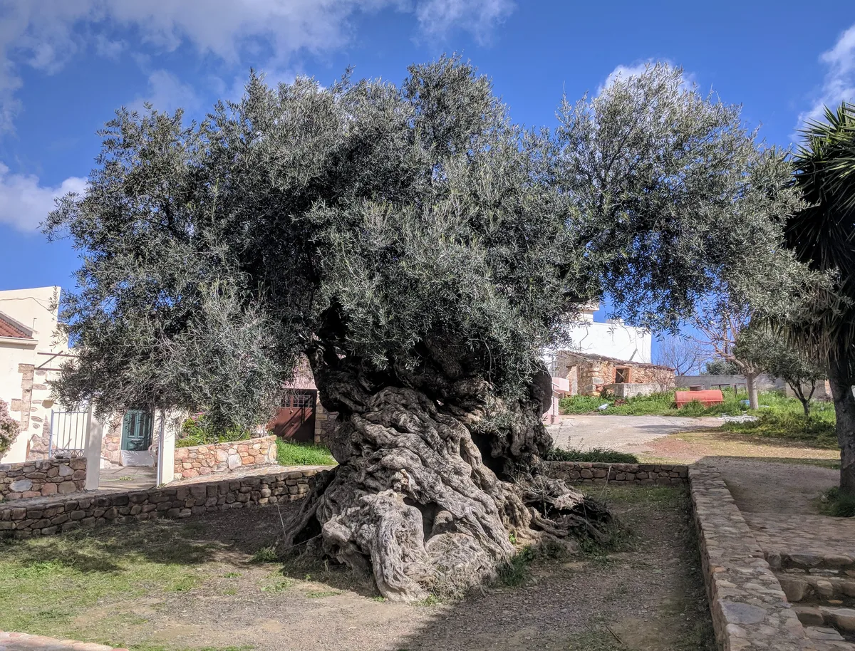 Wine and Olive Oil Semi Private Tour with Lunch at Milia Mountain Retreat in Chania