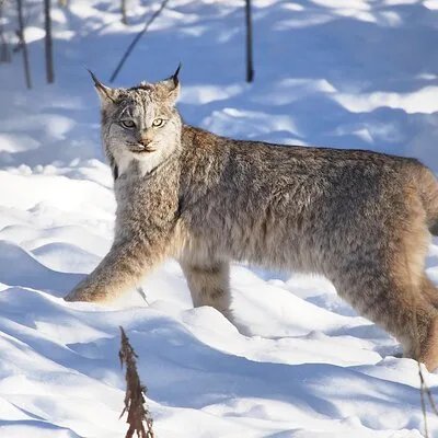 Arctic Day: Yukon Wildlife Half Day Viewing Tour