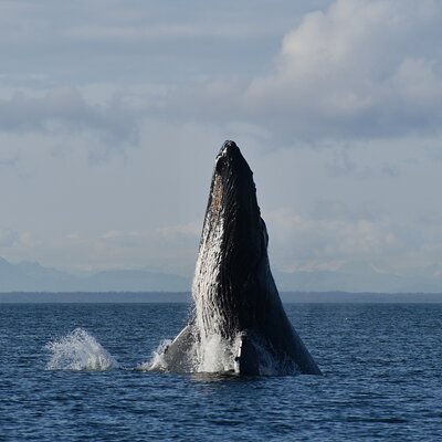 Alaska Whale Watching with bonus Drone viewing of Whales