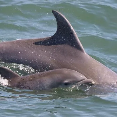 Dolphin and Bird Watching Ecotour Cruise