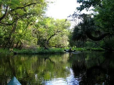 Clear Kayak or Paddleboard Manatee Adventure in Orlando