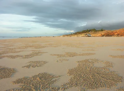 Broome 1 Hour Sunset Camel Ride on Cable Beach