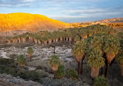 Palm Springs San Andreas Fault Offroad Tour with Salton Sea - Small Group 4 Hours