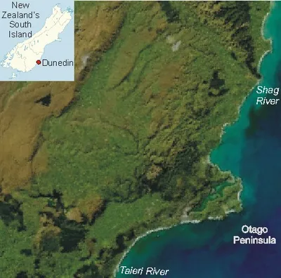 Otago Peninsula Monarch 1-Hour Wildlife Cruise from Wellers Rock Wharf