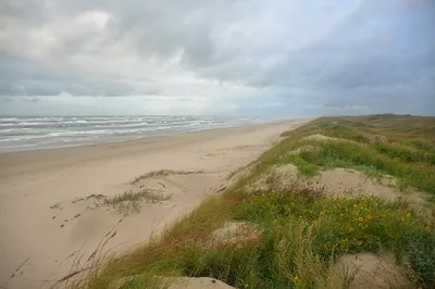 South Padre Island Eco and Dolphin Watch 90-Minute Tour