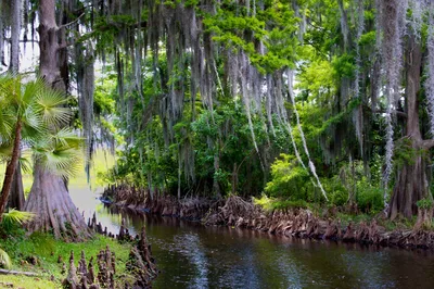Manatee Snorkeling Day Trip in Crystal River with Lunch and Hotel Pickup