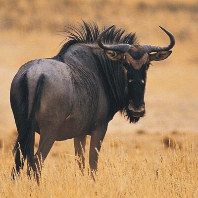 Africa Top Tours Safaris