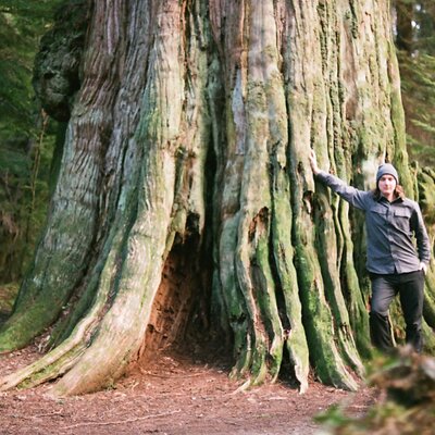 Ancient Trees of Vancouver