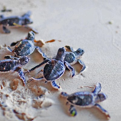 Apple Vacations Sri Lanka and Maldives