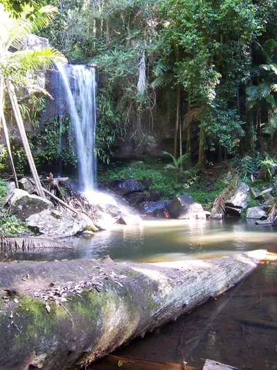 Springbrook and Tamborine Rainforest Day Trip Including Natural Bridge and Glow Worm Cave