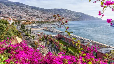Whale and Dolphin Watching Boat Tour in Madeira